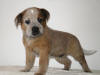 affairdingo small