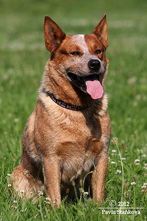 bruce2